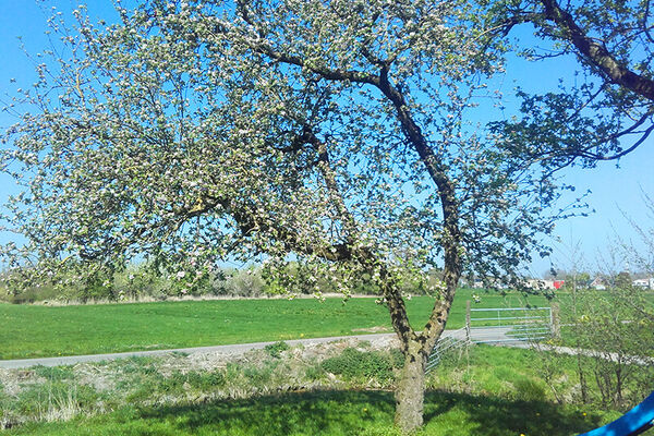 appelboom