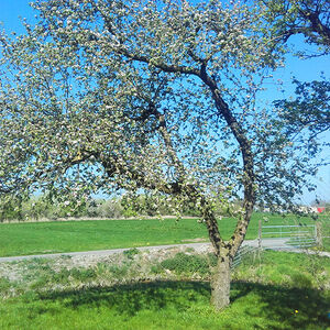 appelboom